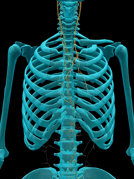 Viva the Vagus! Five Facts About the Tenth Cranial Nerve Viva the Vagus! Five Facts About the Tenth Cranial Nerve